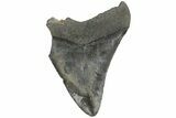 Partial Megalodon Tooth - South Carolina #170528-1